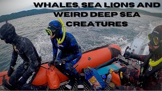 We saw Whales! | Freediving South Vancouver Island by Boat