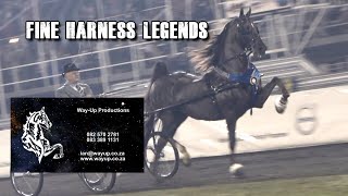 American Saddleberd -The South African Saddlebred Championship Fine Harness Legends