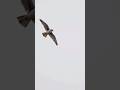 These Birds Fly for MONTHS Without Touching the Ground! 🕊️🌟 #shorts #viralvideo #animalfacts