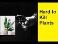 Top 5 hard to kill indoor plants