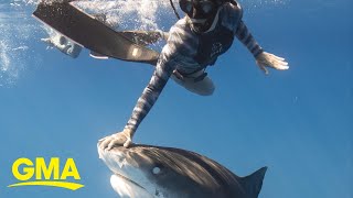 Say hello to Kamakai, the world's biggest tiger shark l GMA Digital