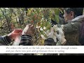 ユネスコ無形文化遺産提出動画:「和紙:日本の手漉和紙技術」と持続可能な開発~手漉和紙技術を継承する人々の声から~