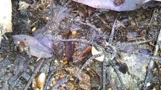 Biggest spider I've seen in Minnesota, Minnehaha