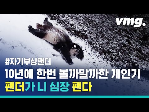 팬더가 심장 팬다 2년만에 눈 내리자 개인기 작렬한 미국물 판다 비디오머그 