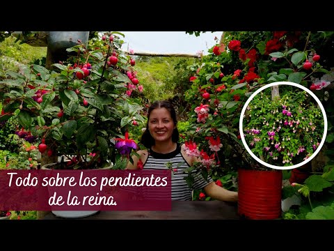 Video: Tipos de flores fucsias: aprenda sobre las variedades fucsias verticales y colgantes
