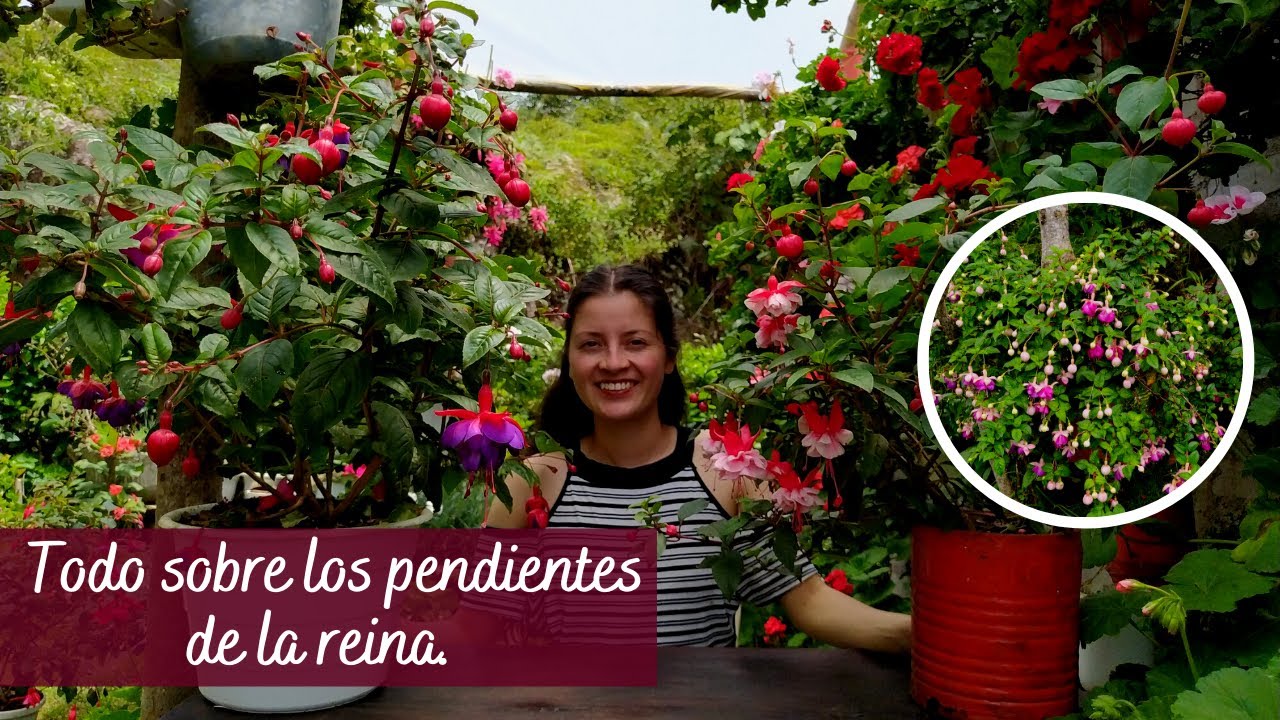 Respondiendo sus preguntas sobre Fucsias + trucos de cuidado + Mi colección de fucsias | Jardín Diaz