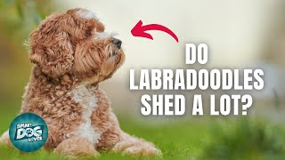 12 Things Only Labradoodle Dog Owners Understand