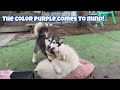 Spaying My Husky Had These Side Effects #alaskanmalamute #siberianhusky