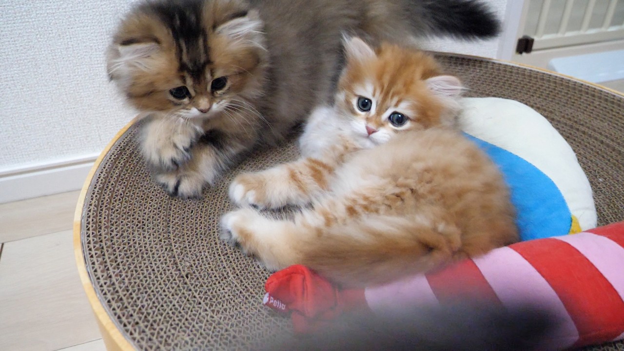 While photographing the kitten, the older cat who wants attention barges in...