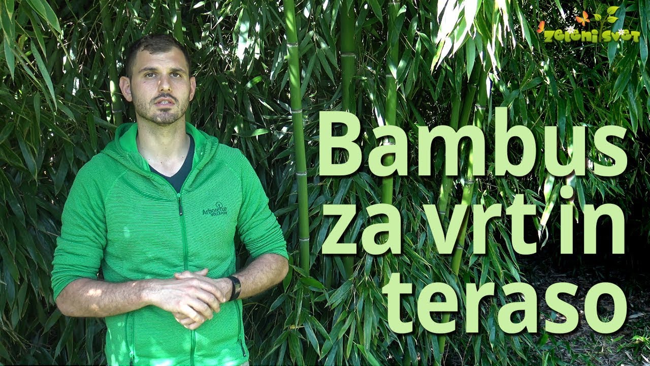 bambus fargesia winterhart Kaufen Sie jetzt Staude Bambus Fargesia 'Volcano' - Winterhart