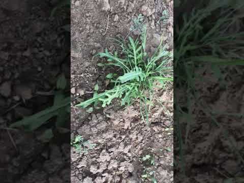 Рукола-Сорняк стал деликатесом 😎