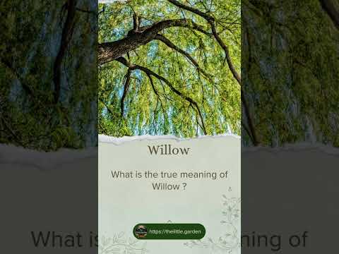 What Is The True Meaning Of Willow