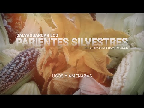 Vídeo: Diversificación Intraespecífica Del Cultivo Pariente Silvestre Brassica Cretica Lam. Utilizando La Selección Del Modelo Demográfico