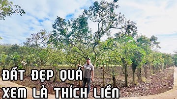 bán vườn trái cây nhìn mà ghiền tại bà rịa vũng tàu