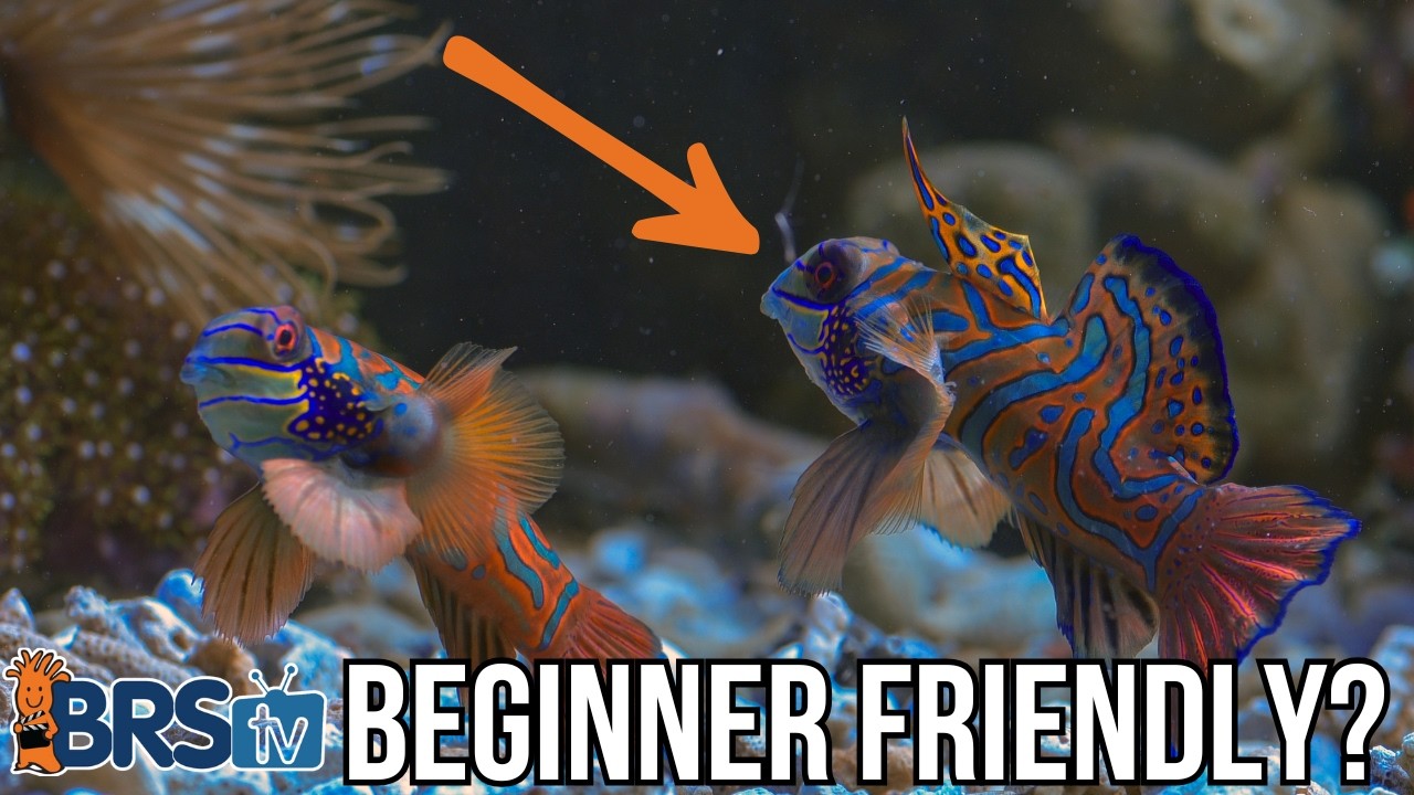 Easy First Fish 5 Easy Saltwater Fish for Beginners! - YouTube