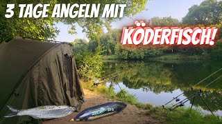 Download Lagu River fishing for predatory and non-predatory fish! MP3 Download Lagu River fishing for predatory and non-predatory fish! MP3
