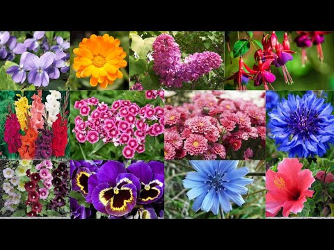 Vidéo: Fleurs Comestibles