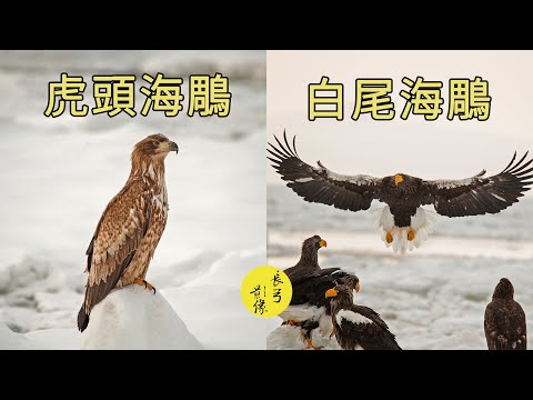 北海道羅臼拍海鵰Hokkaido for sea eagle(長弓影像)