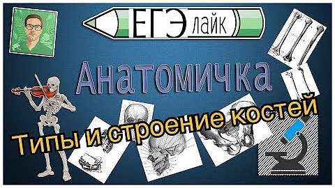 Классификация и строение костей