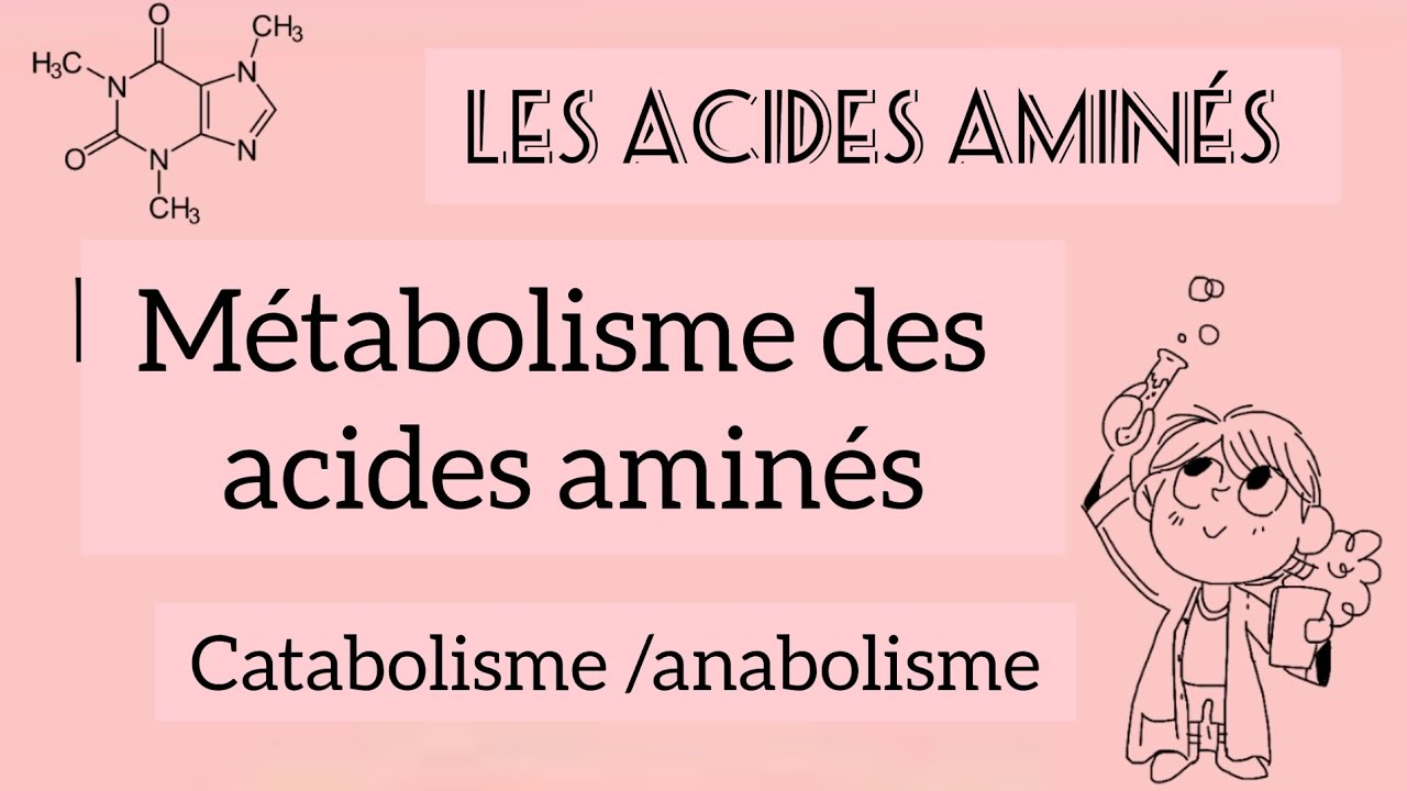 métabolisme des acides aminés | catabolisme et anabolisme ,cycle d'urée...