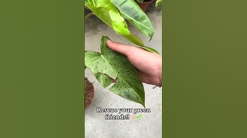 Discover PLNTS’ sustainability boxes! 🌱 #sustainable #plants #rescue #houseplants #plantcare