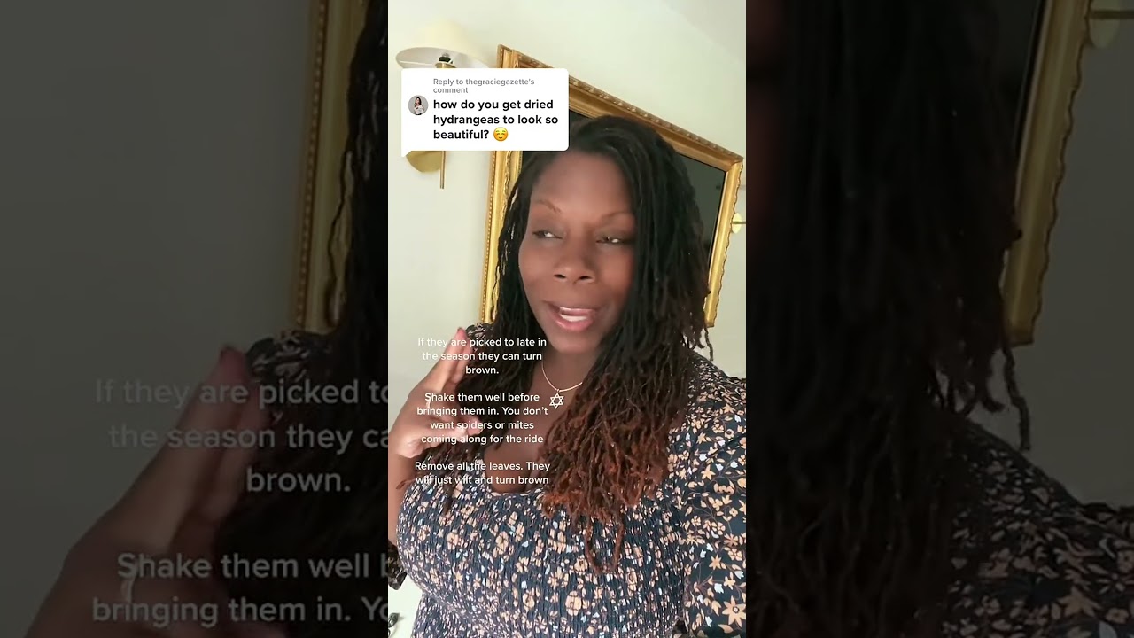 Dried hydrangeas: tips for preserving their beauty 