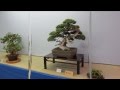 なごり紅 五木ひろしCOV 岬ひろし
