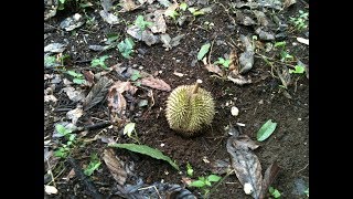 Durian Jatuh Depan Mata