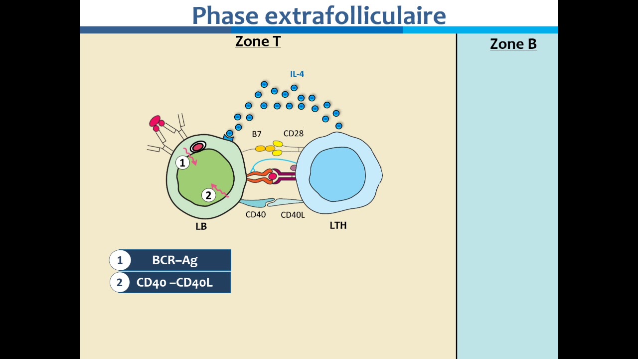 La réponse spécifique humorale
