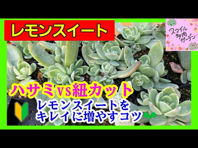Succulents] Plump Lemon Sweet 🍋🌿 How to Propagate Them Cutely