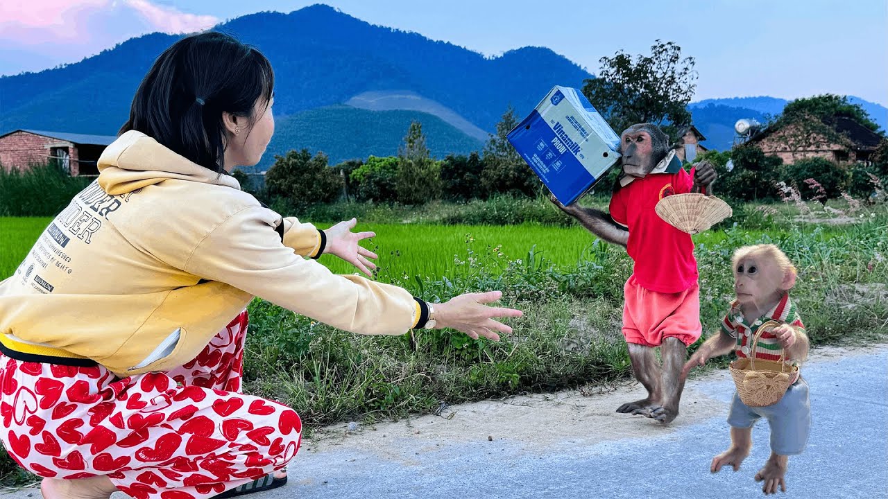 So Touching! Abu and Baby Monkey Surprise Mom with a Big Gift