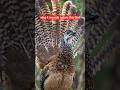 The Bird That Can Mimic #facts #ytshorts #birds