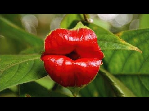 16 fleurs qui ressemblent complètement à autre chose