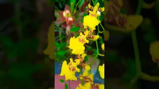 Vasatam Pole Littystephen