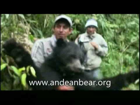 Andean bear projects volunteers