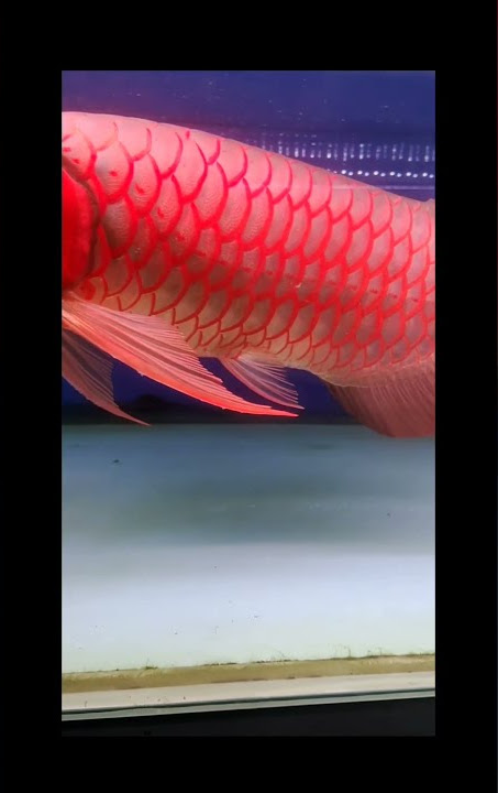 ARWANA SUPER RED BIG SIZE , KUALITAS UNGGULAN 💯 #shorts #videoshorts #arwana
