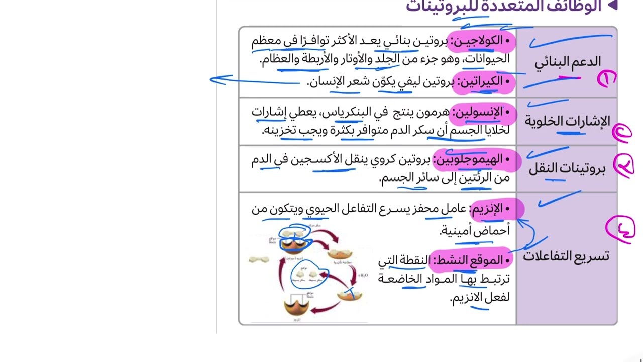 25- الكيمياء الحيوية ( تحصيلي يلو كيمياء 2025 )