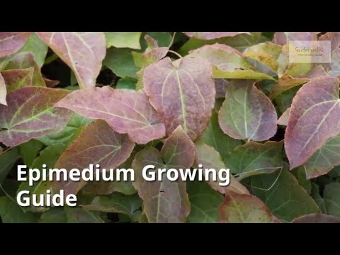 Video: Hoe Barrenwort-planten groeien: leer over Barrenwort-zorg in tuinen