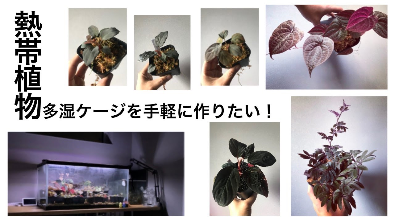 【熱帯植物】簡単に安く多湿ケージを作る【ジメジメ系】