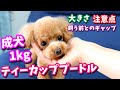 【ティーカッププードルの真実】成犬時の大きさ・飼う前に知ってほしいこと【トイプードルのコロン】