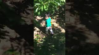 Cherry Picking near Livermore Temple,CA, USA