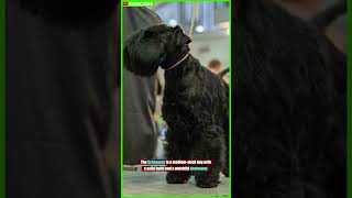 The Standard Schnauzer  A Loyal Dog That's Loyal to You #shorts