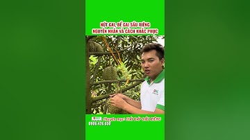 Nứt gai, bể gai sầu riêng, Nguyên nhân và Cách khắc phục #sầuriêng  #agriculture #natural #nứtgai