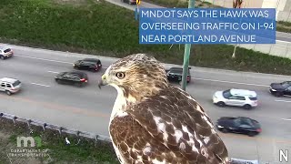 Curious hawk hangs out with traffic camera in Minneapolis