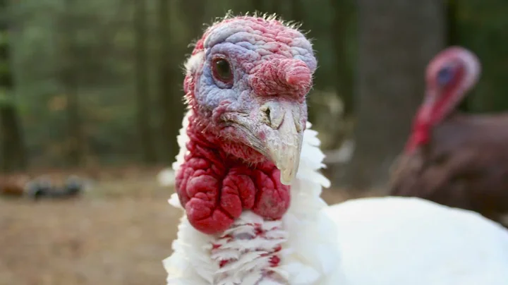 mailchimp videov1 mp4 Original