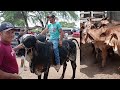 FEIRA DO GADO DE JATAÚBA-PE 🇧🇷 SEXTA-FEIRA DIA 25 DE NOVEMBRO DE 2022 MUITAS NOVILHAS NA FEIRA