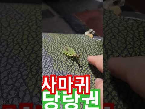 <strong>사마귀</strong> 당랑권 #<strong>사마귀</strong>#당랑권