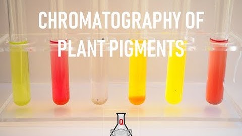 The Chemistry of Colourful Plants (Part 2) - Chromatography