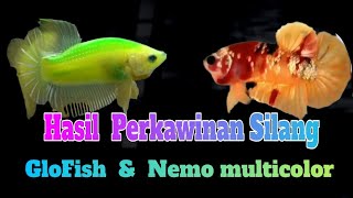 AMAZING - Hasil perkawinan silang ikan cupang Glofish dan nemo multicolor F1