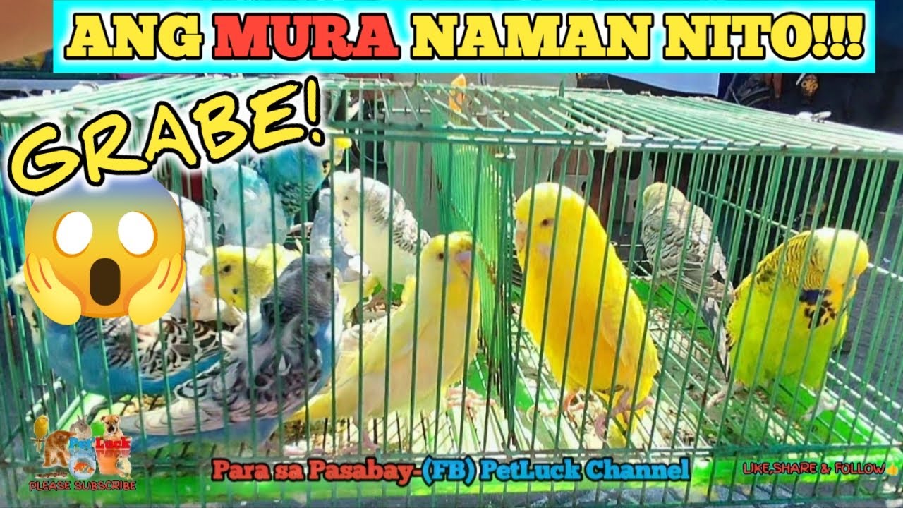 LOVEBIRDS SALE SA HULONG DUHAT MALABON